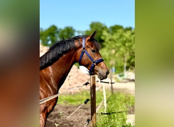 KWPN, Mare, 3 years, 16 hh, Brown
