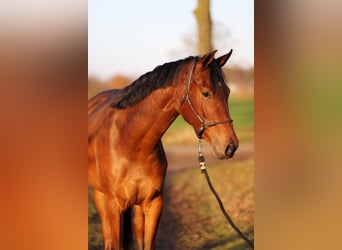 KWPN, Mare, 3 years, 16 hh, Brown