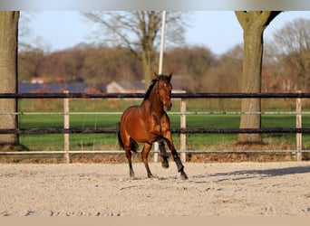 KWPN, Mare, 3 years, 16 hh, Brown