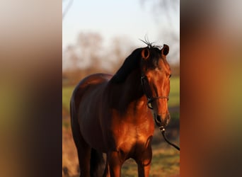 KWPN, Mare, 3 years, 16 hh, Brown