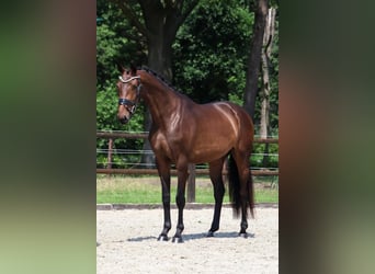 KWPN, Mare, 3 years, 16 hh, Brown