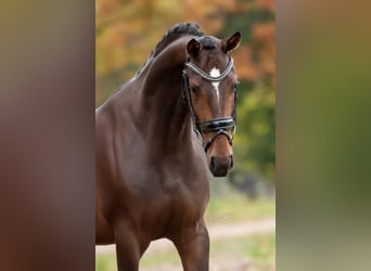 KWPN, Mare, 3 years, 16 hh, Brown