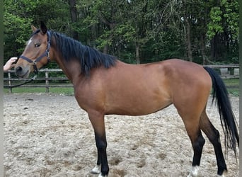 KWPN, Mare, 3 years, 16 hh, Brown
