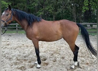 KWPN, Mare, 3 years, 16 hh, Brown