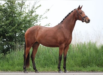 KWPN, Mare, 3 years, 16 hh, Brown-Light