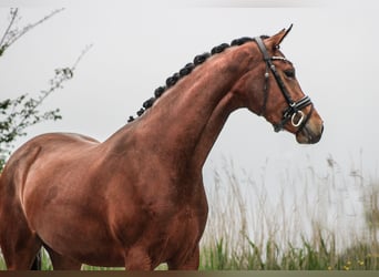 KWPN, Mare, 3 years, 16 hh, Brown-Light