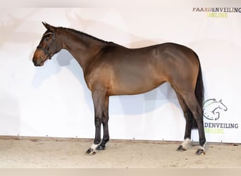KWPN, Mare, 3 years, 16 hh, Brown