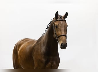 KWPN, Stute, 3 Jahre, 16 hh, Brauner