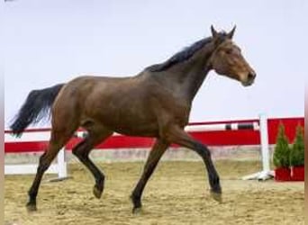 KWPN, Mare, 3 years, 16 hh, Brown