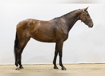 KWPN, Stute, 3 Jahre, 16 hh, Brauner