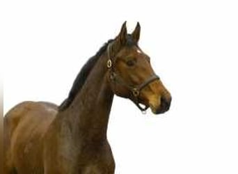 KWPN, Mare, 3 years, 16 hh, Brown