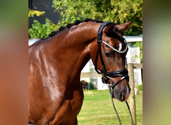 KWPN, Mare, 3 years, 16 hh, Chestnut