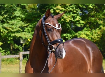 KWPN, Mare, 3 years, 16 hh, Chestnut