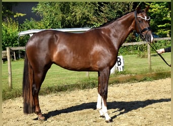 KWPN, Mare, 3 years, 16 hh, Chestnut