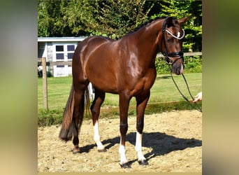 KWPN, Stute, 3 Jahre, 16 hh, Dunkelfuchs