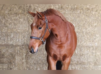 KWPN, Mare, 3 years, 16 hh, Chestnut