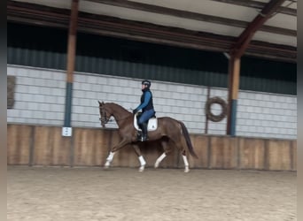 KWPN, Mare, 3 years, 16 hh, Chestnut-Red