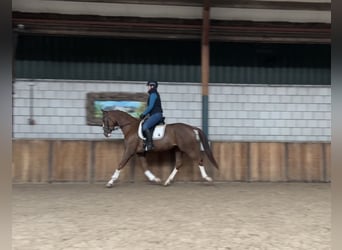 KWPN, Mare, 3 years, 16 hh, Chestnut-Red