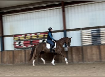 KWPN, Mare, 3 years, 16 hh, Chestnut-Red