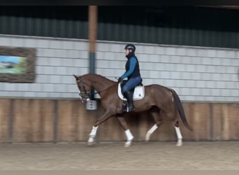 KWPN, Mare, 3 years, 16 hh, Chestnut-Red