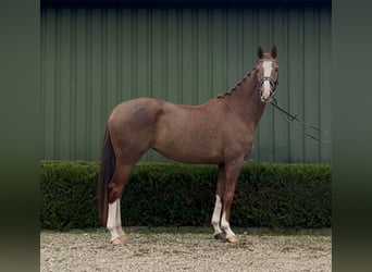 KWPN, Mare, 3 years, 16 hh, Chestnut-Red