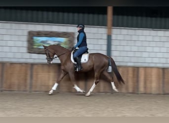 KWPN, Mare, 3 years, 16 hh, Chestnut-Red