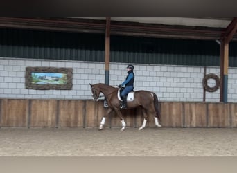 KWPN, Mare, 3 years, 16 hh, Chestnut-Red