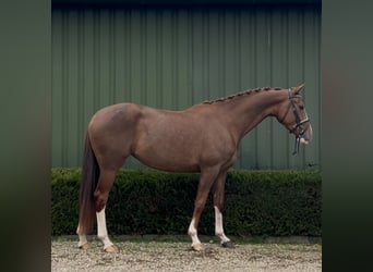 KWPN, Mare, 3 years, 16 hh, Chestnut-Red