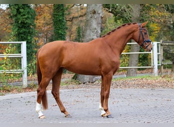 KWPN, Mare, 3 years, 16 hh, Chestnut-Red
