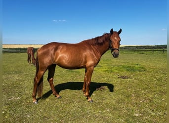 KWPN, Mare, 3 years, 16 hh, Chestnut-Red