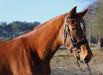 KWPN, Mare, 3 years, 16 hh, Chestnut-Red