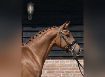 KWPN, Mare, 3 years, 16 hh, Chestnut-Red