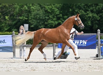 KWPN, Mare, 3 years, 16 hh, Chestnut-Red
