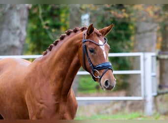 KWPN, Mare, 3 years, 16 hh, Chestnut-Red