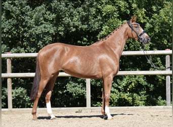 KWPN, Mare, 3 years, 16 hh, Chestnut-Red