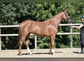 KWPN, Mare, 3 years, 16 hh, Chestnut-Red