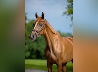 KWPN, Mare, 3 years, 16 hh, Chestnut-Red