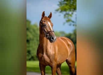 KWPN, Mare, 3 years, 16 hh, Chestnut-Red