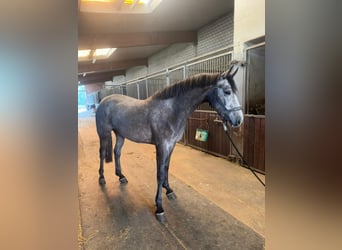 KWPN, Mare, 3 years, 16 hh, Gray