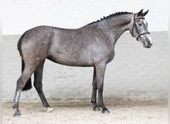 KWPN, Mare, 3 years, 16 hh, Gray