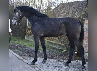 KWPN, Mare, 3 years, 16 hh, Grey-Dark-Tan