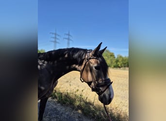 KWPN, Mare, 3 years, 16 hh, Grey