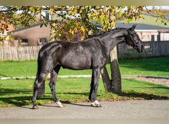 KWPN, Mare, 3 years, 16 hh, Smoky-Black