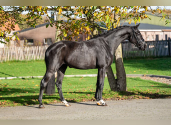 KWPN, Mare, 3 years, 16 hh, Smoky-Black