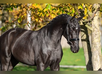 KWPN, Mare, 3 years, 16 hh, Smoky-Black