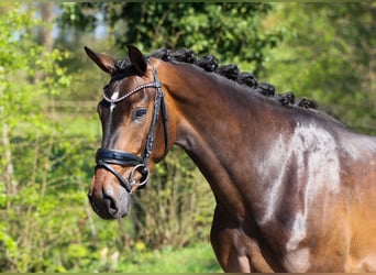 KWPN, Mare, 3 years, 16,1 hh, Bay-Dark