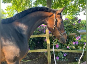 KWPN Mix, Mare, 3 years, 16,1 hh, Bay-Dark