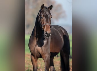 KWPN, Mare, 3 years, 16,1 hh, Bay-Dark