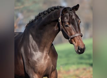 KWPN, Mare, 3 years, 16,1 hh, Bay-Dark