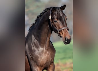 KWPN, Mare, 3 years, 16,1 hh, Bay-Dark